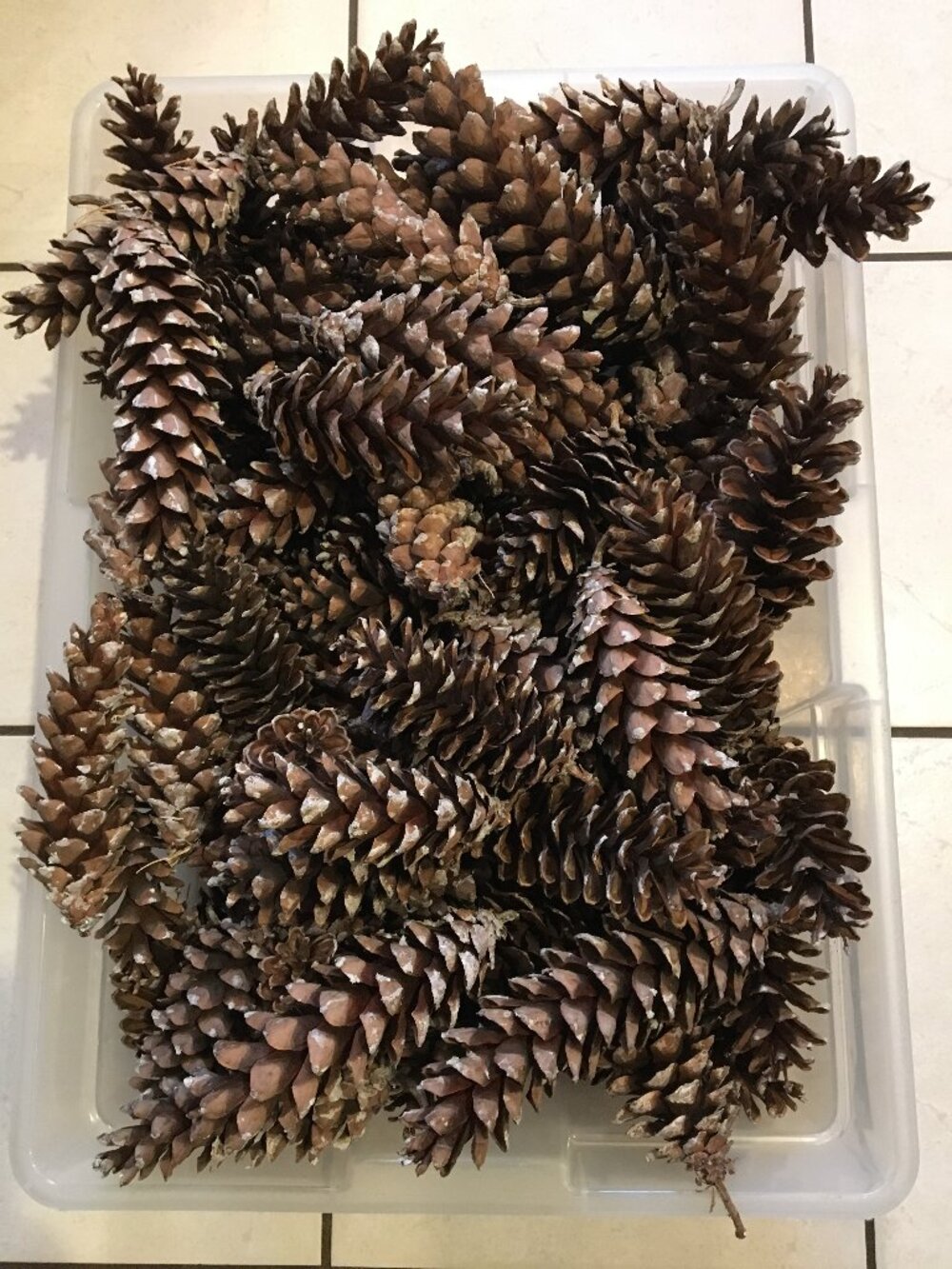 Bulk White Pine Pinecones for Crafts and Decor